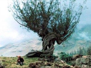 Caught in the Whomping Willow Flying Car!