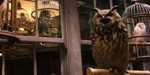 Eeylops Owl Emporium