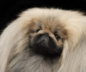 Pekingese_head