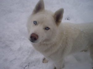 white-husky