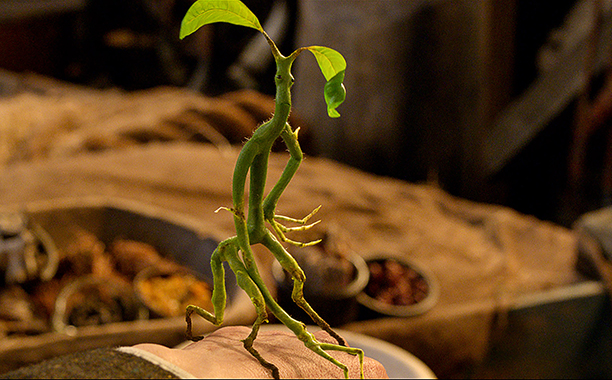 Bowtruckle FB