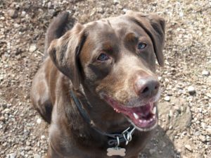 Chocolate_Lab