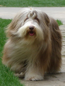 Bearded Collie