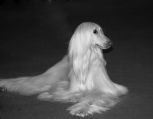 White-Afghan-Hound