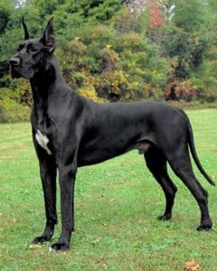 doberman