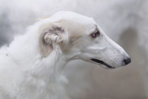 a_borzoi