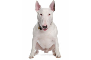 bull-terrier