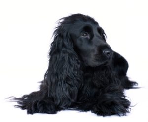 An English Cocker Spaniel