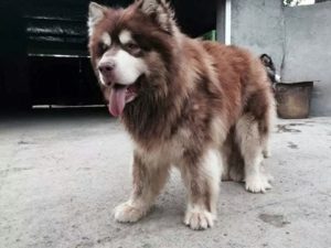 giant-malamute