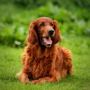 irish-setter