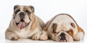 two-english-bulldogs