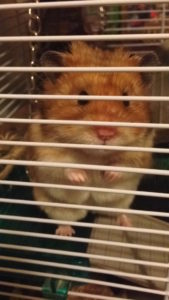 Lizzie's hamster Crookshanks 2