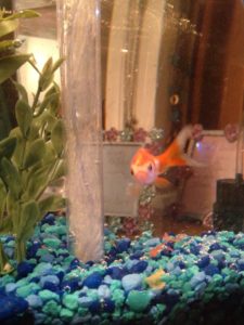 Amy's fish Weasley