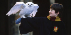 Harry holding Hedwig