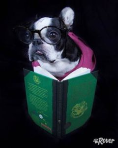 harry potter dog rover.com