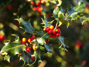 holly-branch