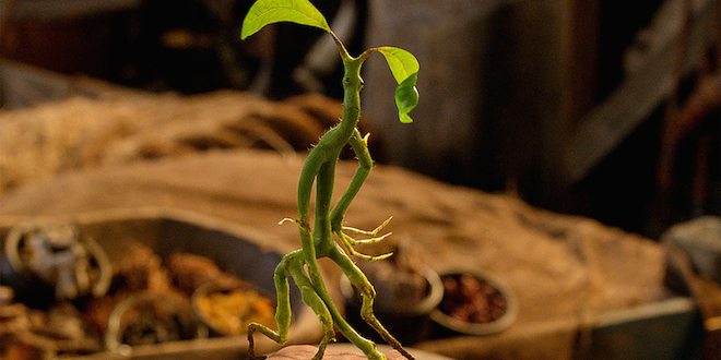 pickett-the-bowtruckle