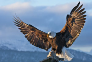 Bald Eagle spreading wings