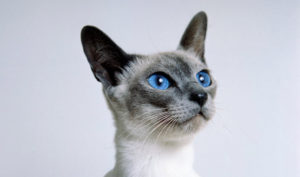 siamese-cat