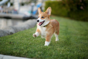 Corgi patronus 2025