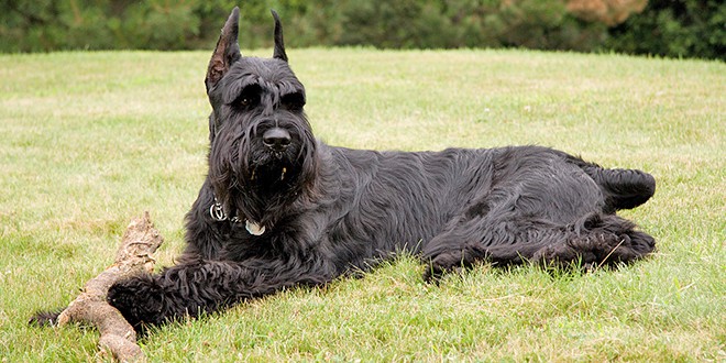 a Poodle-Schnauzer mix laying on grass