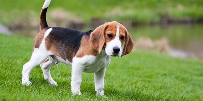 a beagle standing on grass