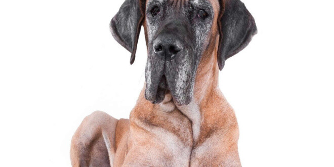 a Great Dane with a white background