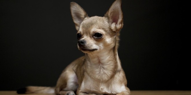 a Chihuahua laying down with a black background