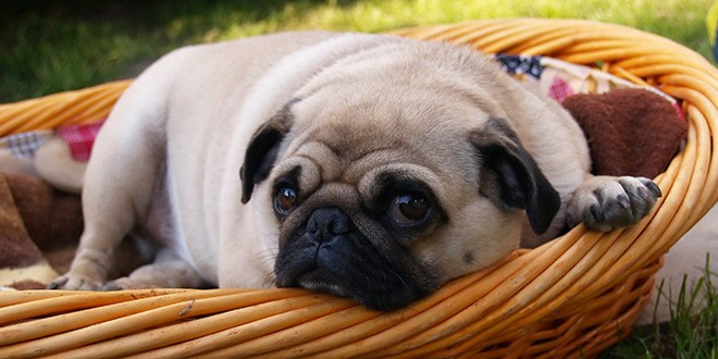 a Pug laying down in a basket