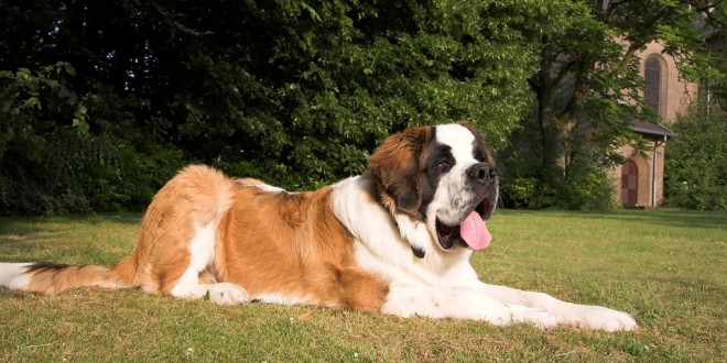 a St. Bernard laying in the grass with trees and a house in the background