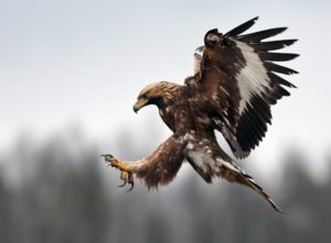 Why is the Ravenclaw animal an eagle, and not a raven? - Quora