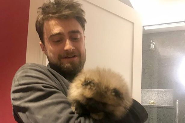 Daniel Radcliffe poses with Burly the Pomeranian, a pooch with an apparent lot of celebrity friends.