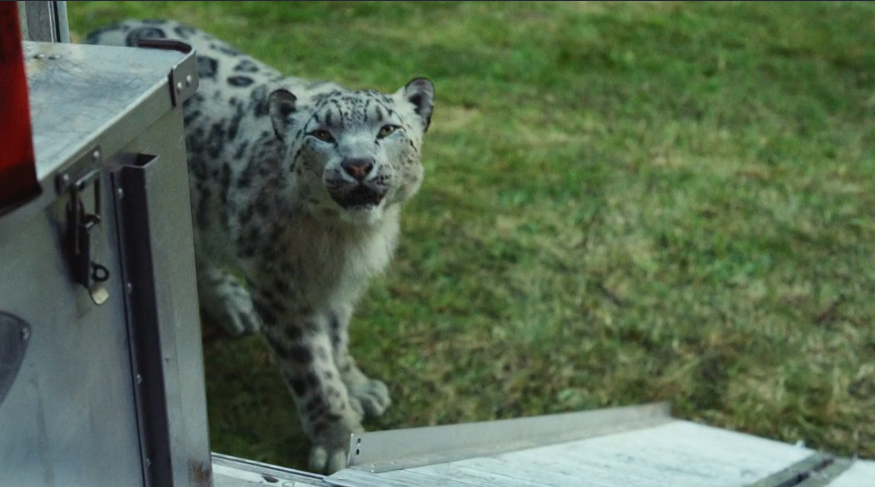 Stelmaria in "His Dark Materials". The character is voiced by Helen McCrory.