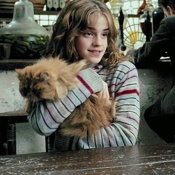 harry potter and the chamber of secrets hermione cat