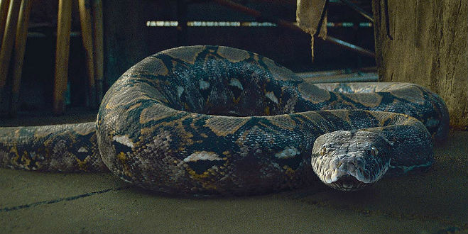 Nagini and Dumbledore’s Connection