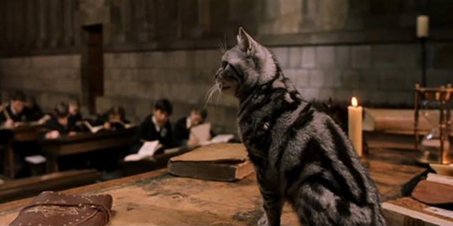 harry potter and the chamber of secrets hermione cat