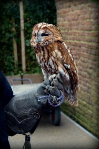 Tawny Owl at Feathers and Flight, WB Studio Tour, 2014