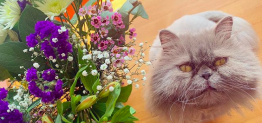 Evanna Lynch's cat, Puff, stares at the camera next to some flowers.