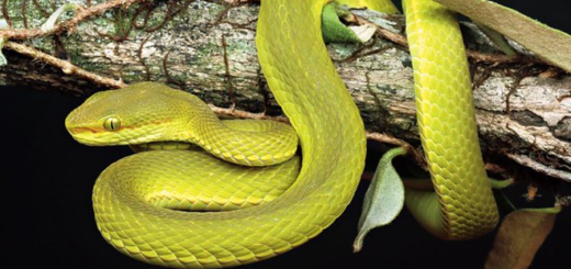 The pit viper T. salazar is pictured.