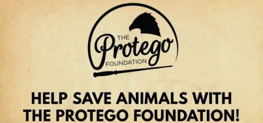 The Protego Foundation