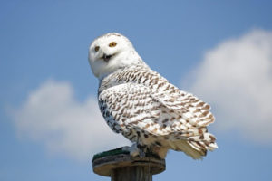 The owl who plays Hedwig sits on a post