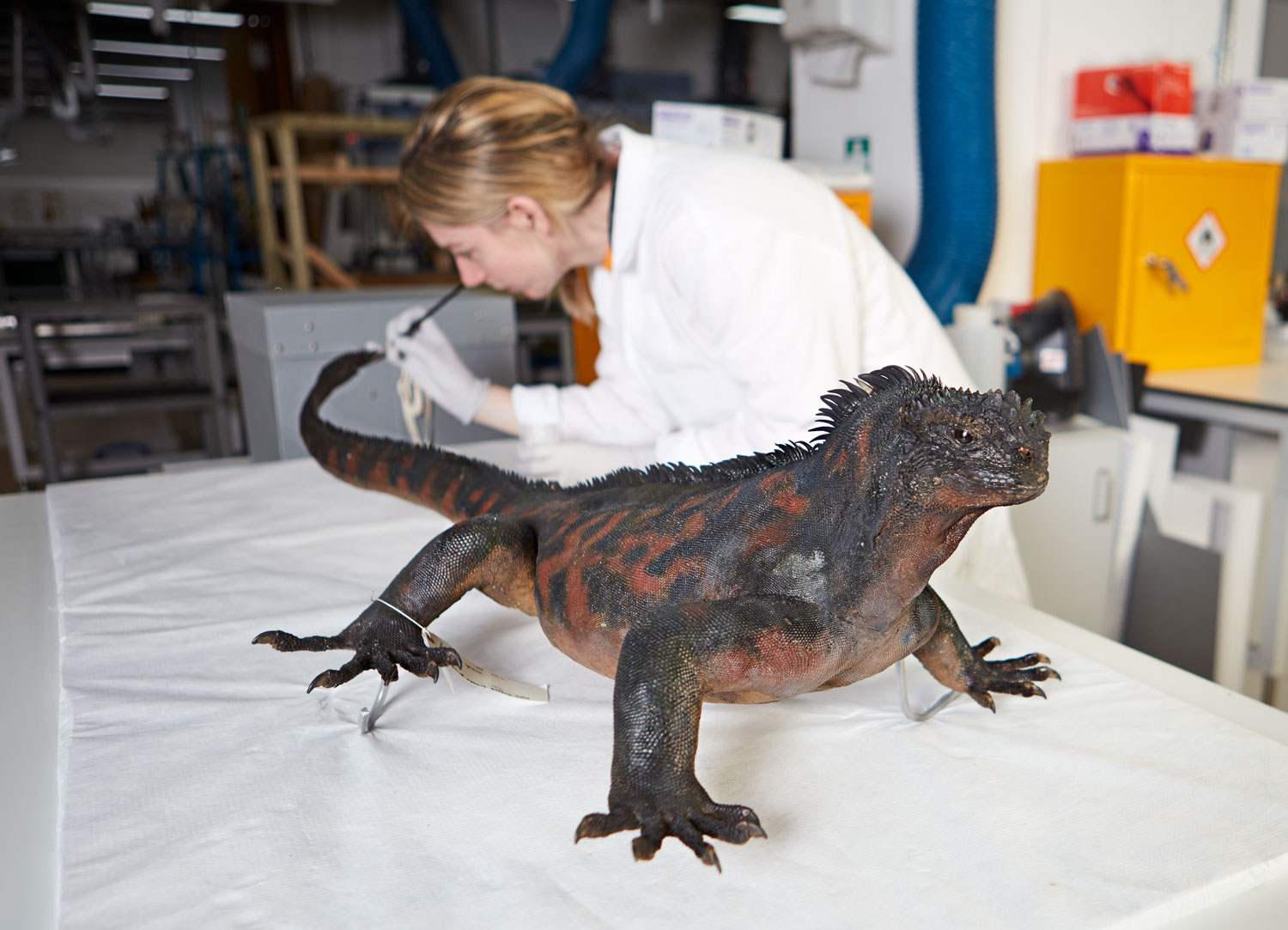 The Galapagos marine iguana is displayed in the Natural History Museum exhibit as part of the Fantastic Beasts: The Wonder of Nature exhibit.