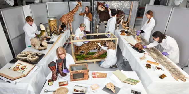 Staff at the Natural History Museum, London, preparing the exhibits