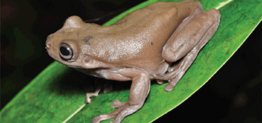 The real-life Chocolate Frog