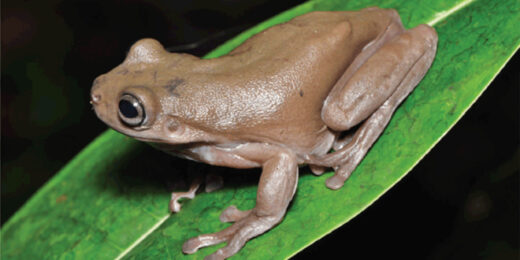 Real-Life Chocolate Frog Discovered in New Guinea Rainforest