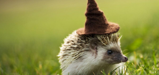 A hedgehog from the SOCO Hogwarts Breeding Program wearing a Sorting Hat.