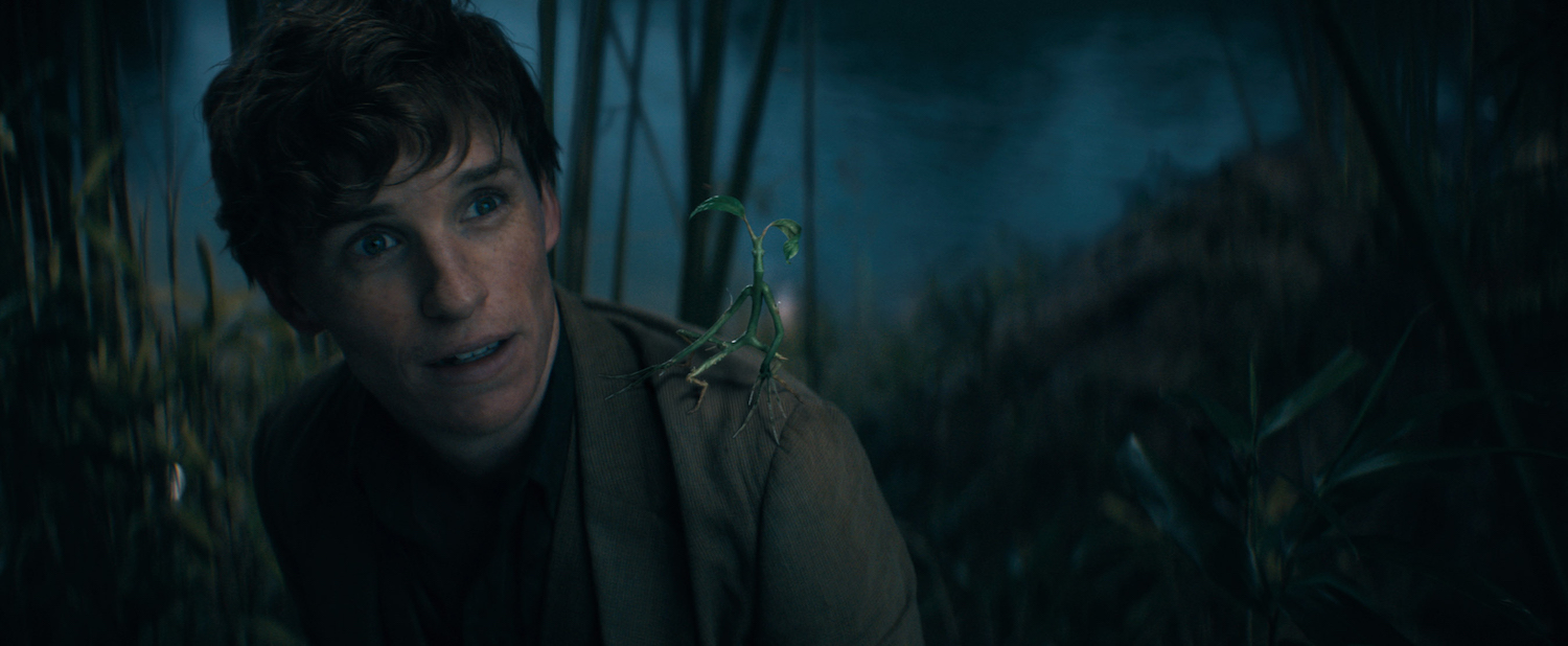 Pickett sits on Newt's shoulder amid a dark forest in "Fantastic Beasts: The Secrets of Dumbledore."
