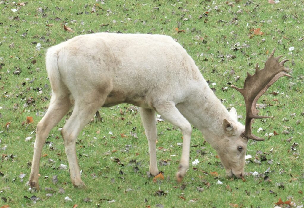 This picture of a white stag was taken in Oxford by Dr. Beatrice Groves.