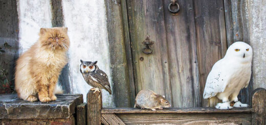 Animal actors at the Warner Bros. Studio Tour