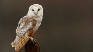 Image of a barn owl.